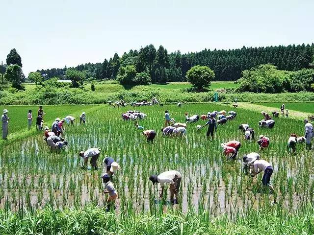 pic2_消费者到农田种稻米.jpg